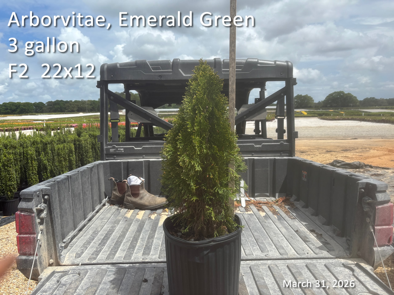 gallery/aveg3 f2 mar31.jpg